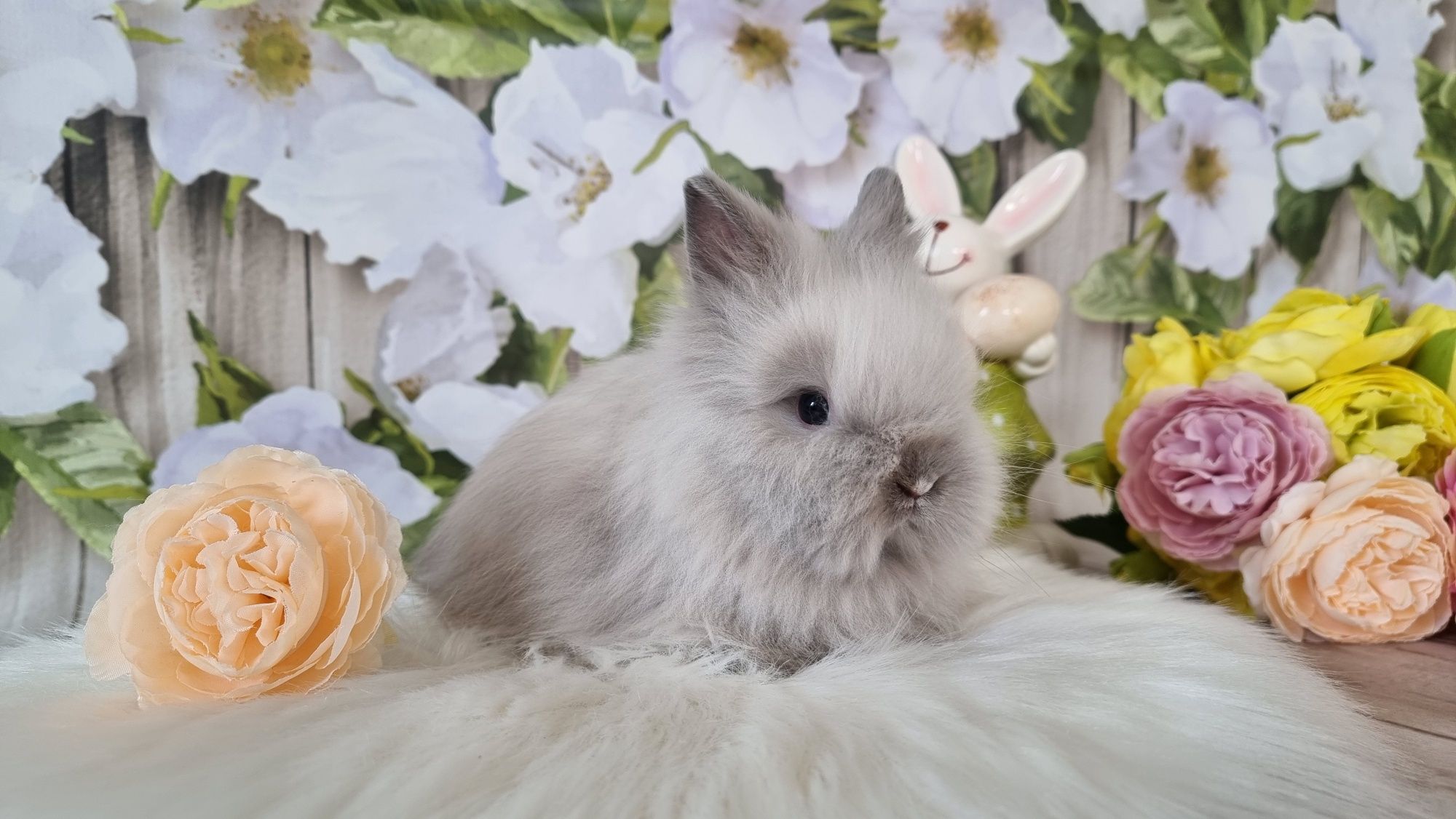 Śliczne króliczki karzełki Teddy zapraszam gotowe do odbioru