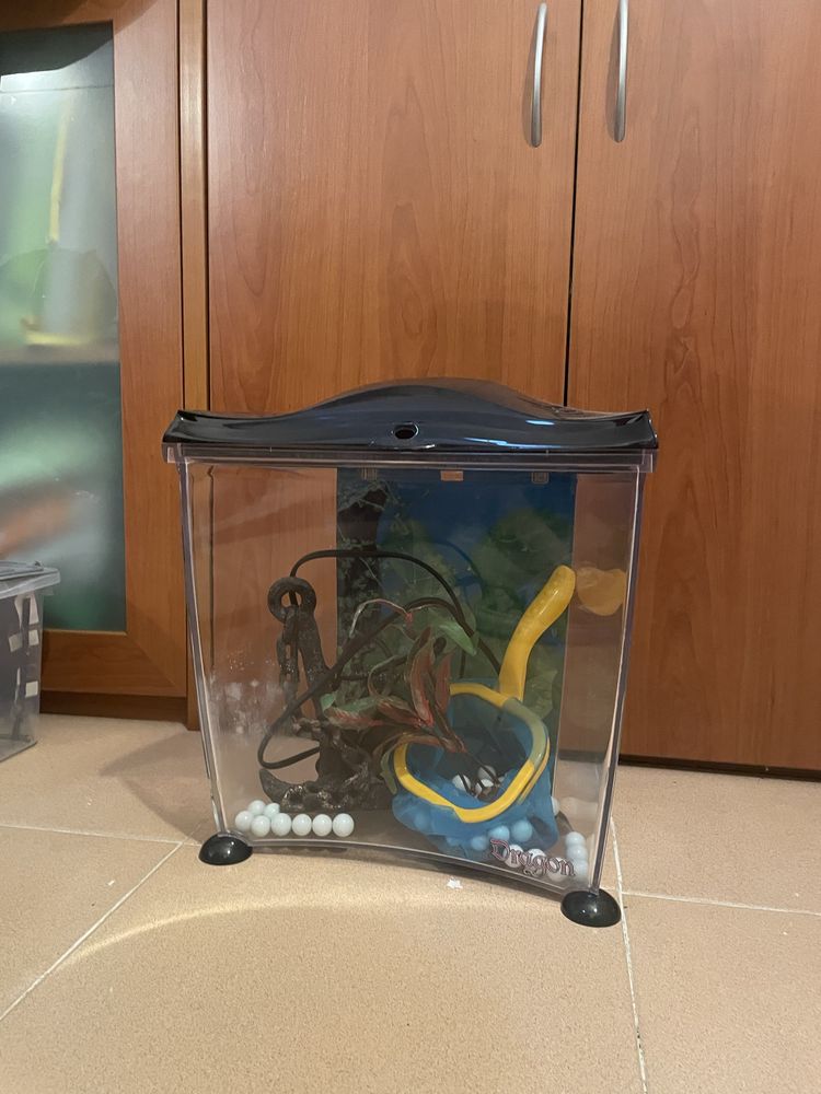 Aquário de dragão com decorações