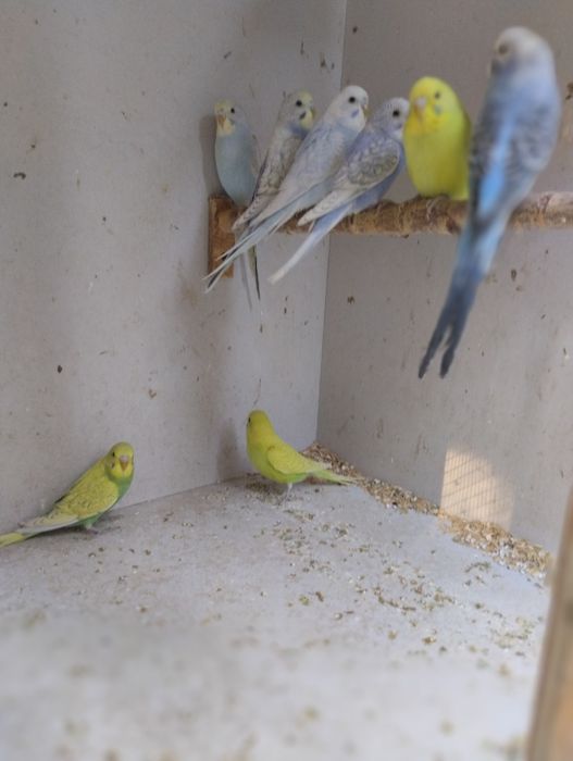 Papugi faliste i zeberki rudopiersne