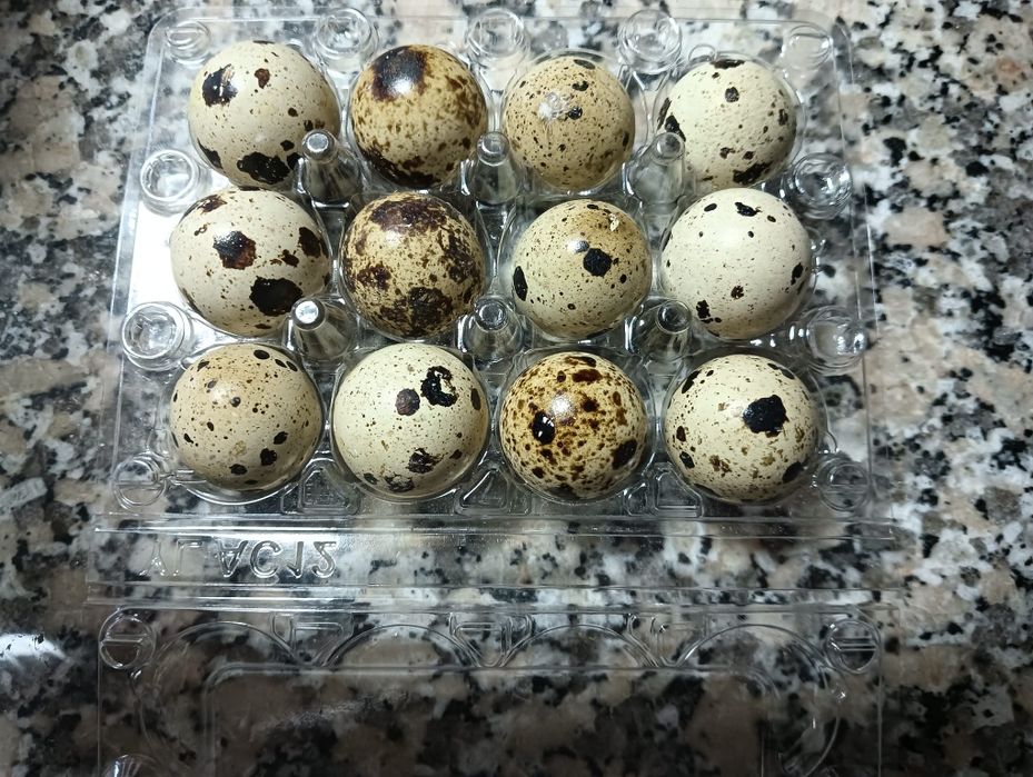 Ovos para incubação