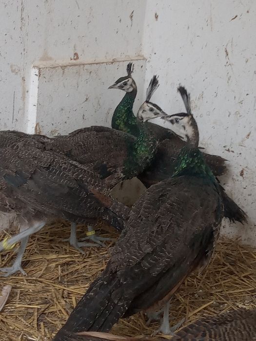 Paw Pawie 2025. i2023 .pary lęgowe 2023r.bażanty 2025