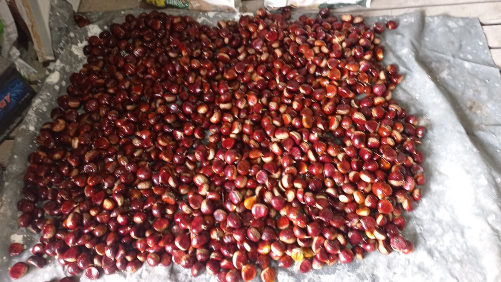 Vendo castanhas biológicas 3€ k