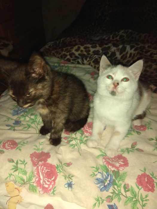 Кошенята шукають дім.