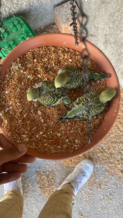 Vendo periquitos reprodutores