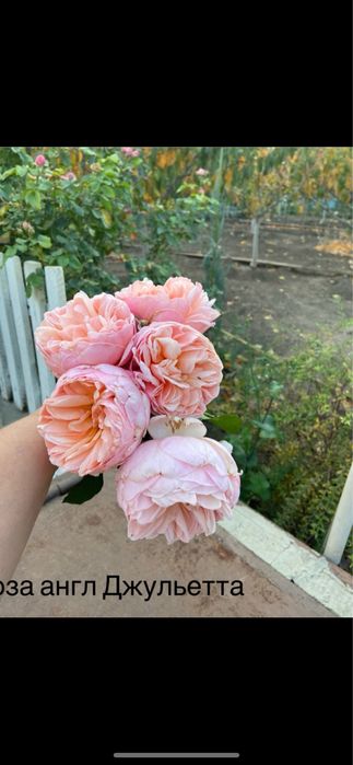 РОЗЫ Саженцы  роз продаю англ; плетистые; флорибунда; парковые