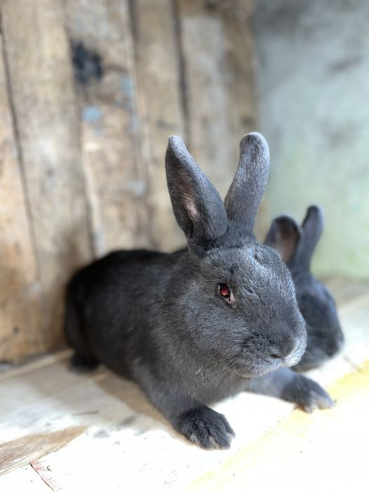 Кролі самці Віденьска Голуба