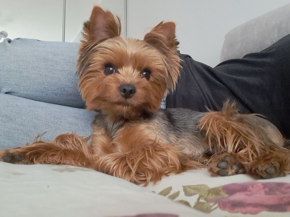 В'язка, молодий кобель шукає леді, документи КСУ