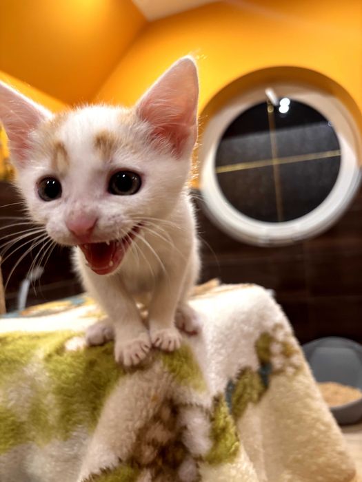 Małe kocięta szukają domów!