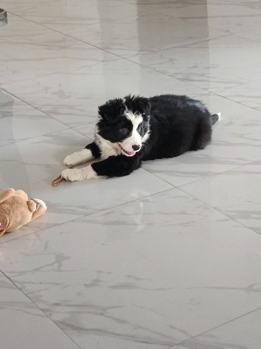 Suczka Border collie
