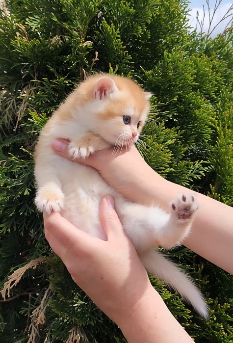 Шотландські кошенята золота шиншила