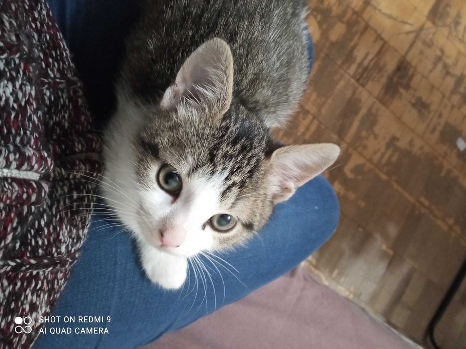 Віддамо кошеня в добрі,дбайливі руки