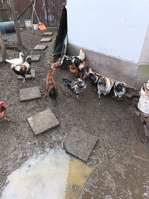 Sprzedam młode koguty