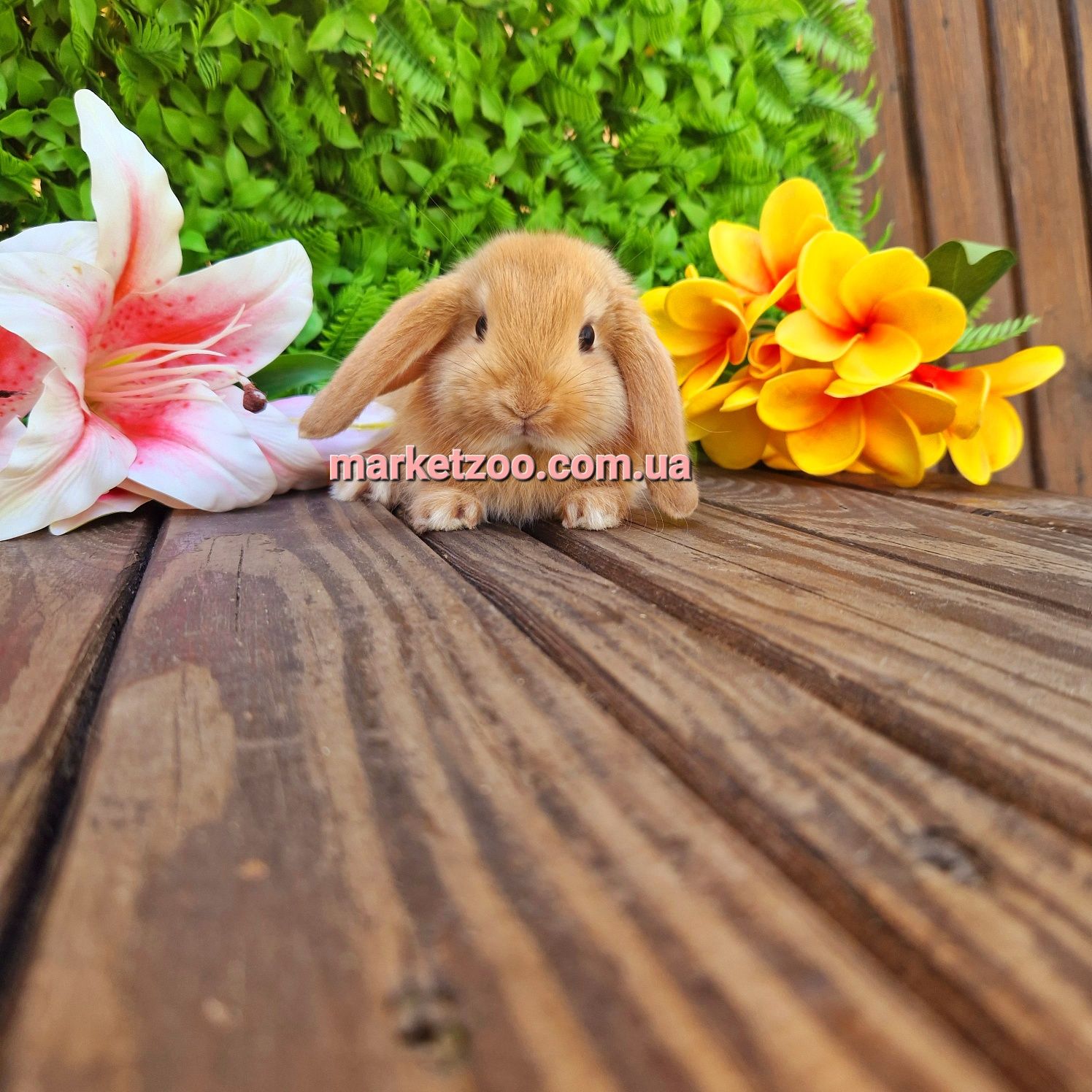 Mini lop Мини мiнi кролик карликовые кролики вислоухий баранчик рыжий