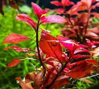 Ludwigia Super Red