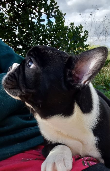 Bulldog Francês Fêmea