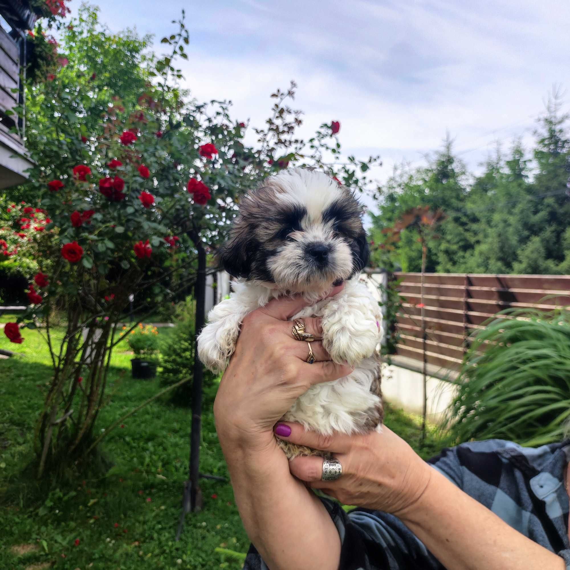 Shih tzu suczka.