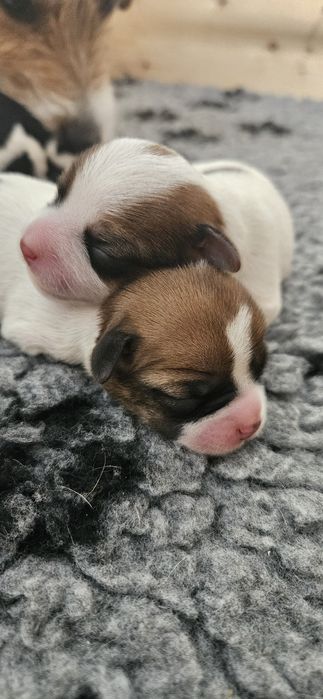 Jack Russel Terrier FCI  suczki dziewczynki