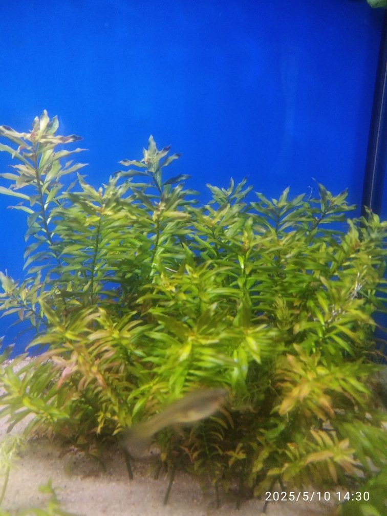 Planta  vermelha