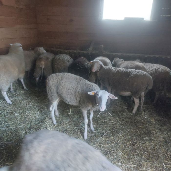 Owca   mleczna lacon sprzedam