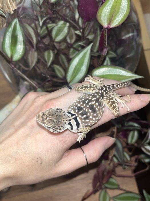 legwan obrożny samica new mexico crotaphytus collaris obrożniak