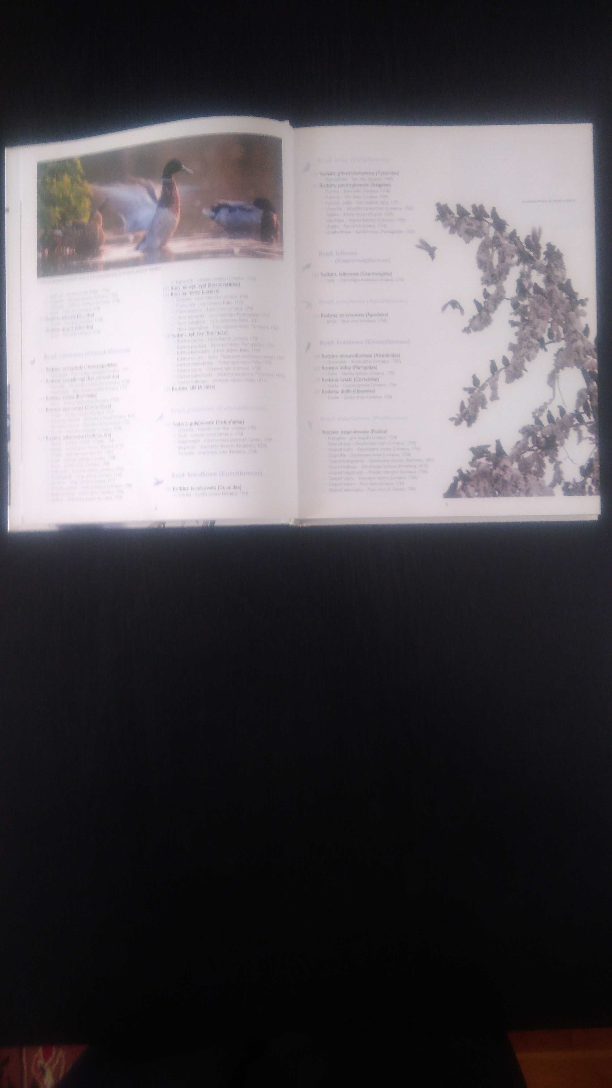 Ptaki Polski Encyklopedia ilustrowana.