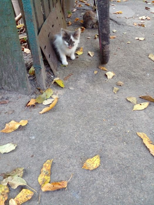 Пушистые, веселые, здоровые котята.