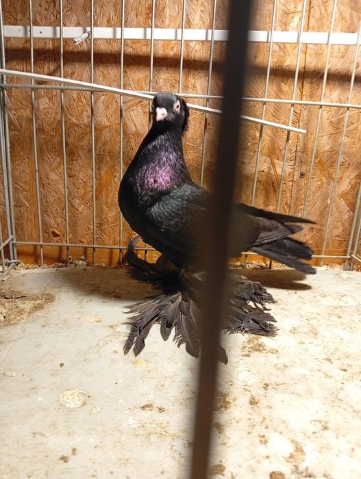 Golebie Wywrotki Blauwindry