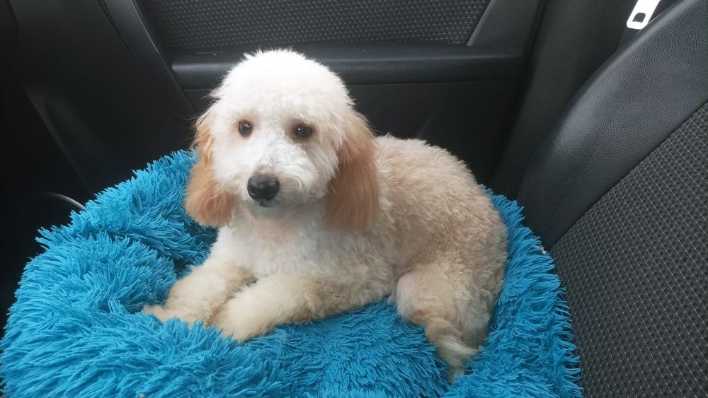 Piesek Pudel toy/miniaturowy