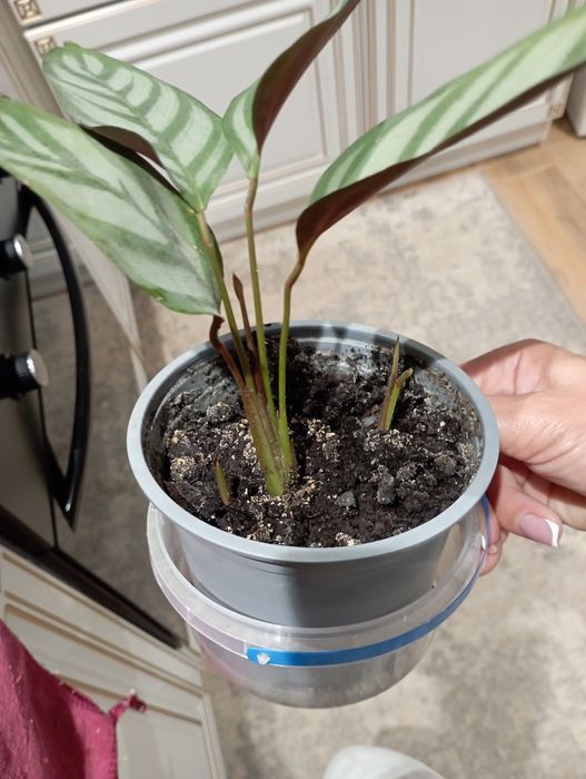 Калатея в горщику