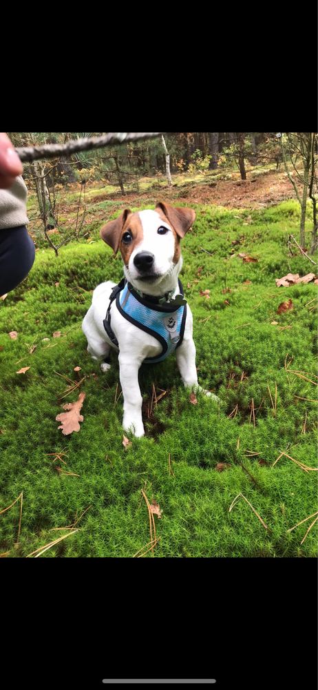 jack russell terrier