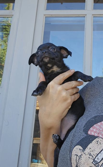 Чорна красуня, документи