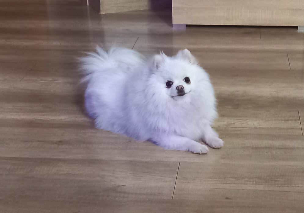 Szpic miniaturowy pomeranian
