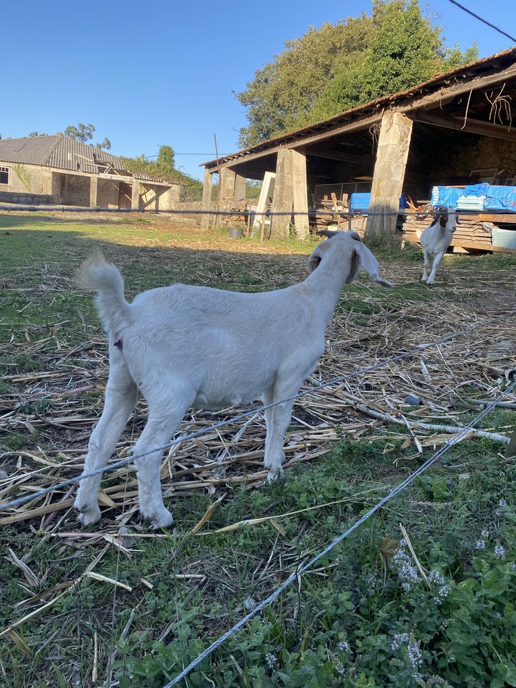 Cabrita boer puro