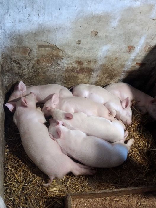 Поросята малі трьохпородні