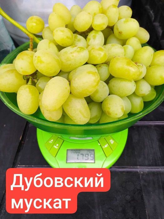 Саженцы винограда