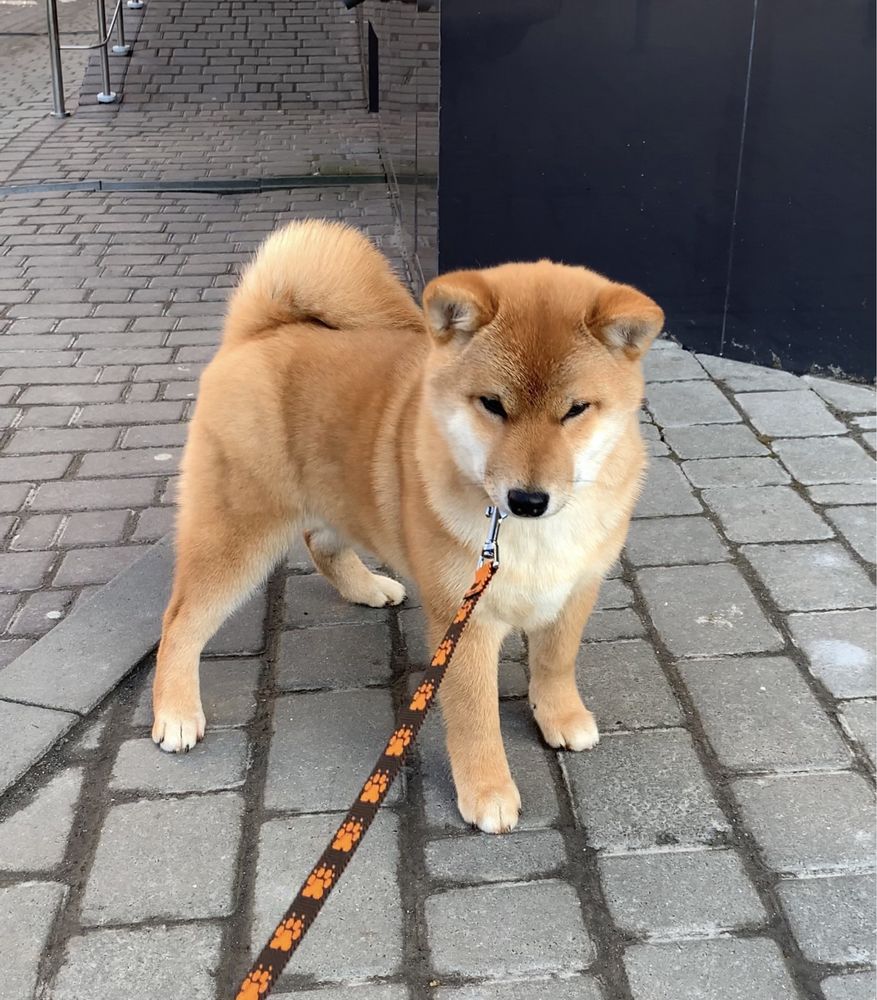 Дівчатка шиба іну, Shiba Inu. З Рідкісним Родовідом.