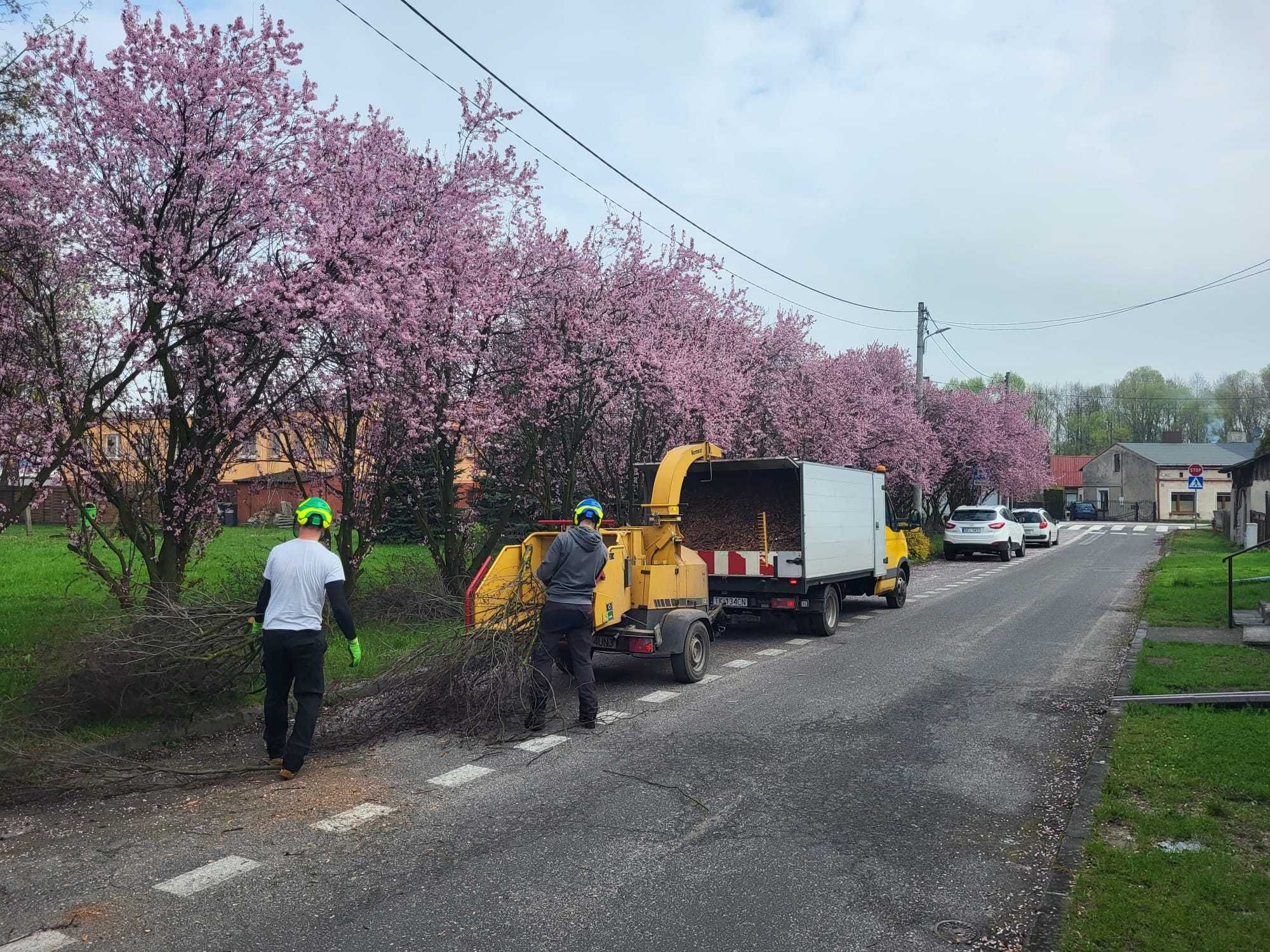 Usługi Arborystyczne, Wycinka Drzew, Pielęgnacja Drzew, Koszenie Traw