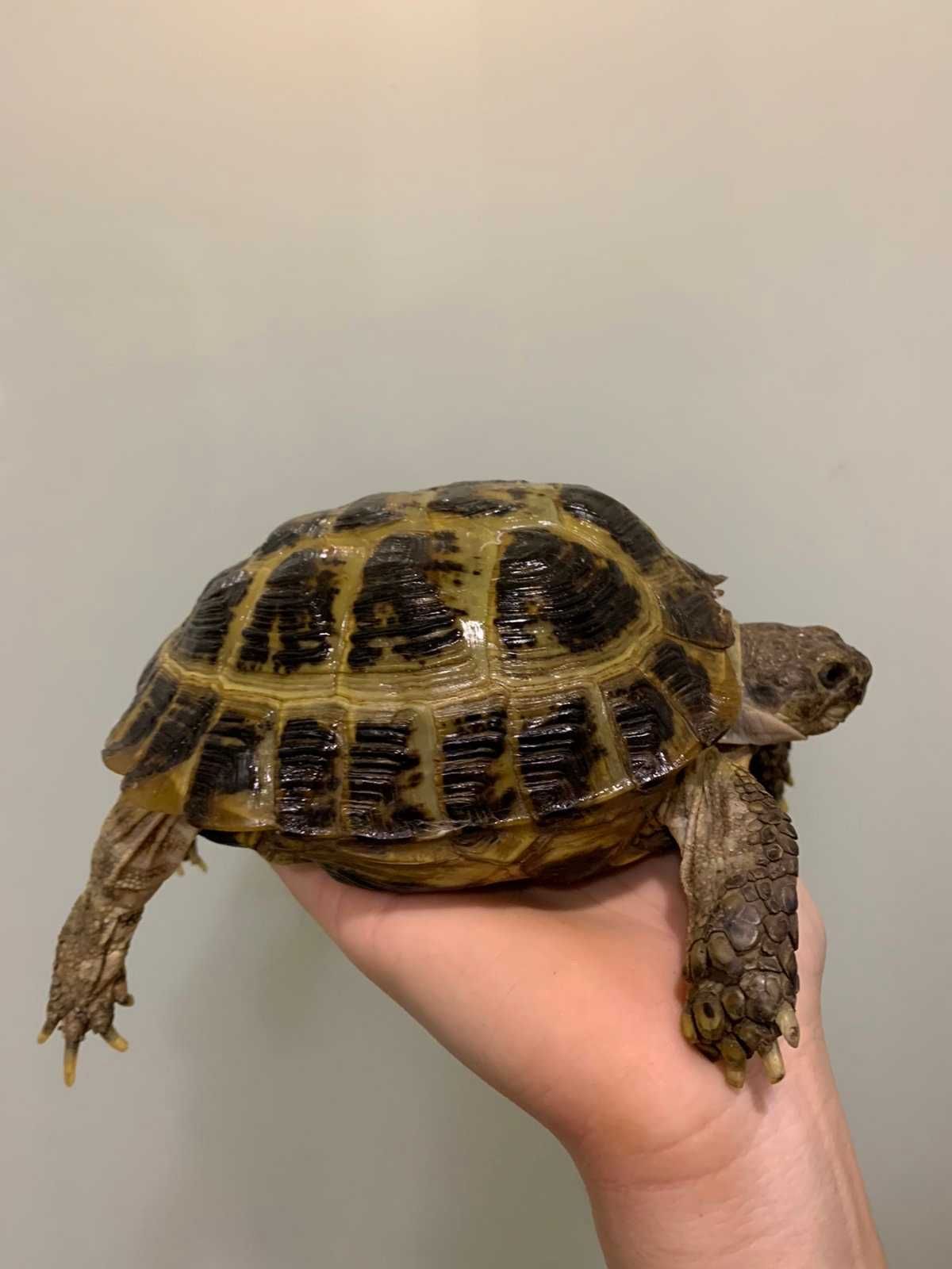 сухопутная черепаха азиатская - 13-15 см самец и самка