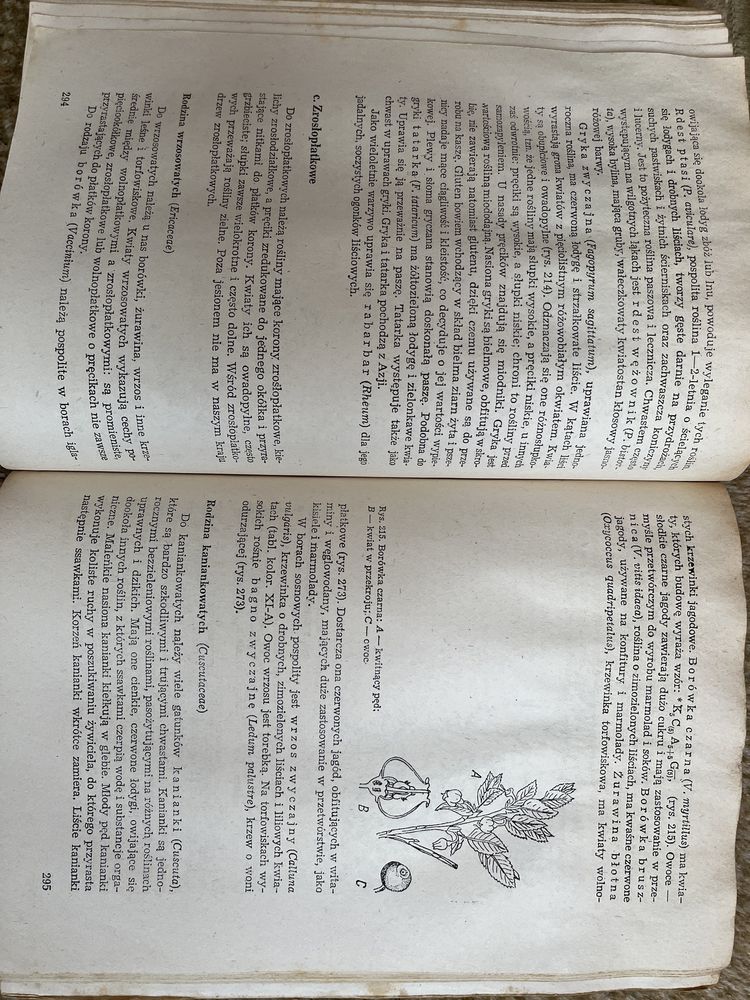 Podręcznik Botanika S.Tołpa J.Radomski 1978 r
