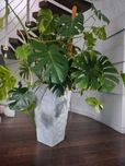 Monstera z doniczką i pałąkiem bambusowym