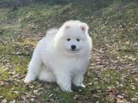 Samoyed Samojed Piesek Samiec Już do Odbioru :)