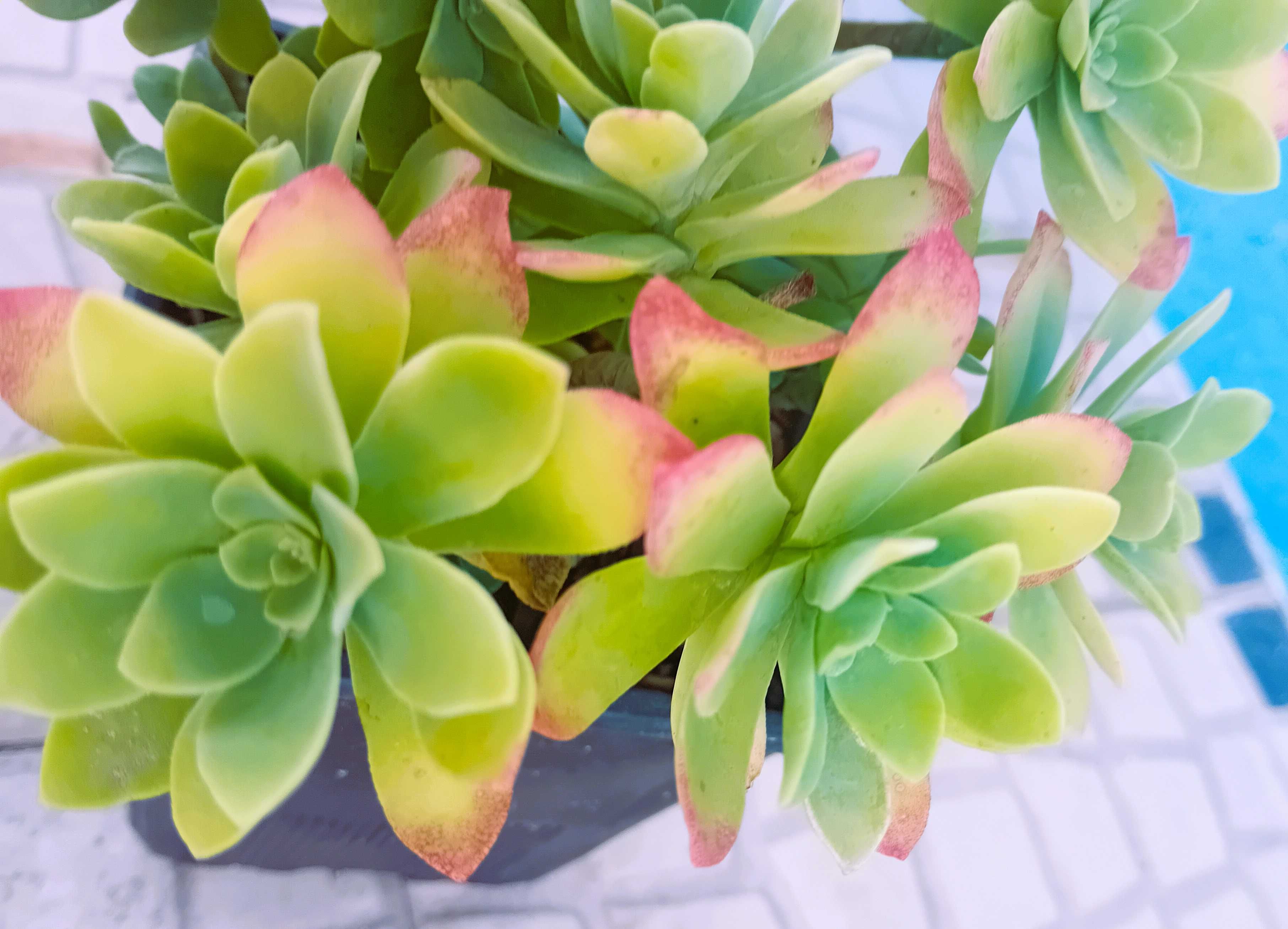 Sedum Palmerii suculenta