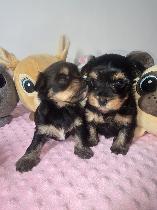 Śliczna sunia Yorkshire Terrier