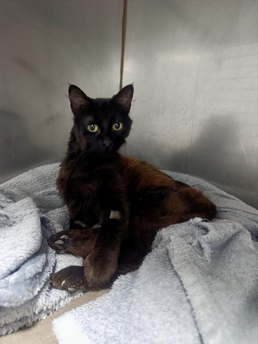 Gata para adoção responsável