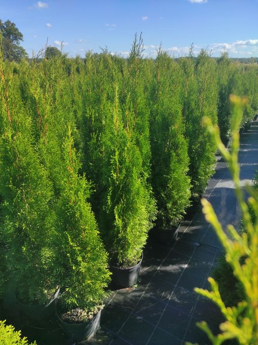 Tuja Thuja szmaragd 120-130cm #Bardzo Ładne# Transport