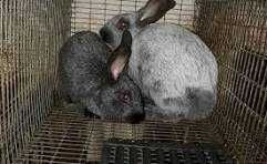 Племінні кролики " Полтавське срібло" ( Робочі самці та самки)