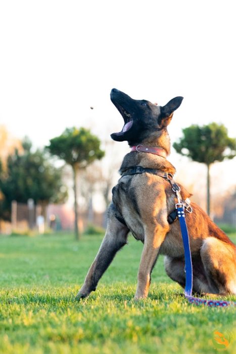 Hektor-typ owczarka belgijskiego, adopcja tylko doświadczone osoby