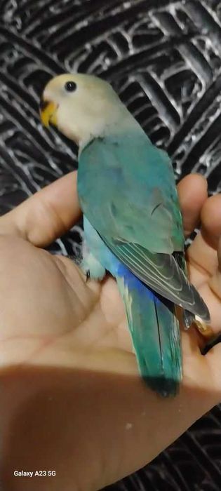 Agapone / agapornis domesticado