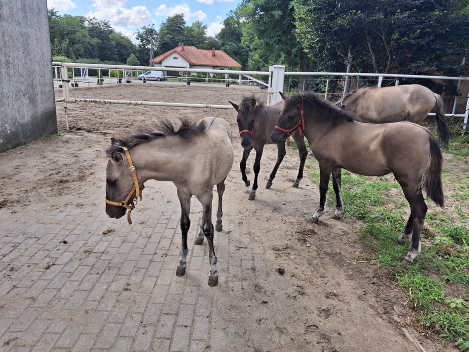 Koniki polskie odsadki od hodowcy ogierek i klaczki
