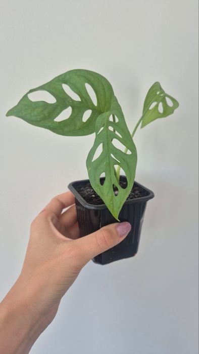 Sadzonka Monstera Monkey Mask